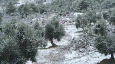 Soğuk bir günde vadide büyüyen yemyeşil çalıların üzerine düşen beyaz karın statik görüntüsü.