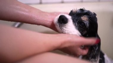 Kadın safkan köpeği yıkıyor.