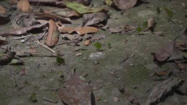 Yeşil yapraklar taşıyan ve ormanda sürünen küçük karıncaların el kamerası görüntüsü.
