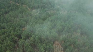Uçan bulutların altında yemyeşil ormanlarda büyüyen ağaçların havadan görünüşü