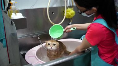 Kadın kuaförde kedi yıkıyor. Kedi banyosu.