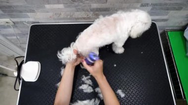 Köpek bakımı salonu. Hayvan bakımı