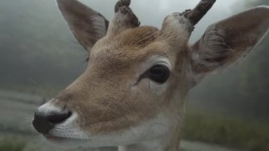 Bulutlu bir günde yeşil ormanda geyik otlağı