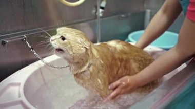 Kadın kuaförde kedi yıkıyor. Kedi banyosu.
