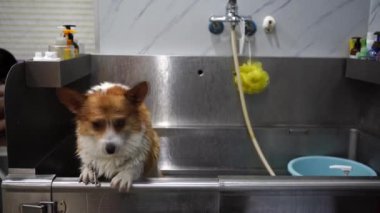 Köpek bakımı salonu. Hayvan bakımı