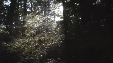 Seyahat eden ve gezen genç bir kadının görüntüleri.