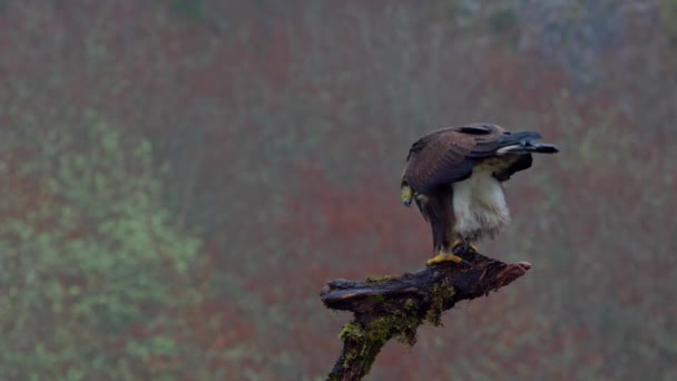 アクイラ チリサトゥス ブラウンフェザーと黄色いビークが木の枝に座ってぼやけた背景に対して捕食する鳥 — ストック動画