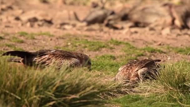 Wild Hungry Milvus Milvus Bird Mottled Plumage Standing Grassy Field — Stock Video