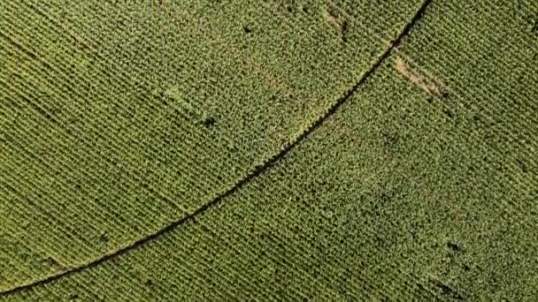 Drónkilátás Zöld Füves Mezőgazdasági Területen Kör Alakú Minták Találhatók Vidéken — Stock videók