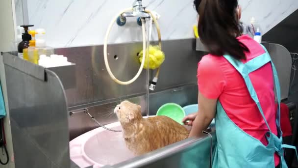 Salón Peluquería Para Gatos Cuidado Mascotas — Vídeo de stock