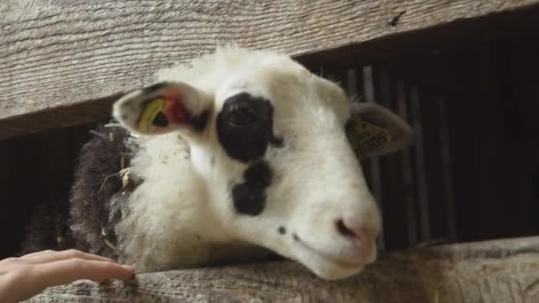 木製のフェンスの後ろに家畜の羊を愛撫作物の女性 — ストック動画