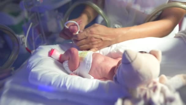 乳児インキュベーターに横たわる小さな赤ちゃんの小さな足を持っている上記の女性看護師から Icuにセキュリティタグを病院に置く — ストック動画