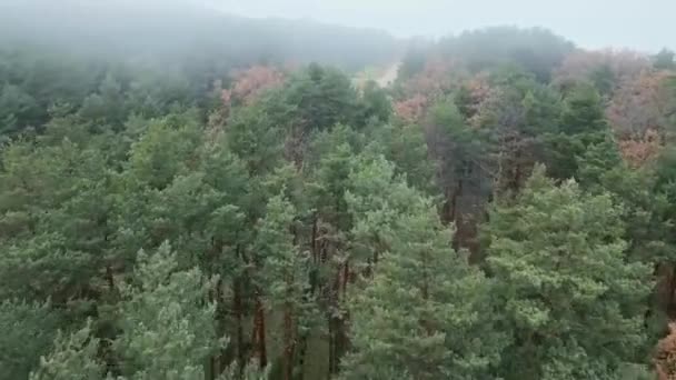 从上面俯瞰着大自然雾蒙蒙的早晨 在狭窄的乡间道路附近生长的树木 那是一幅风景如画的无人驾驶景象 — 图库视频影像