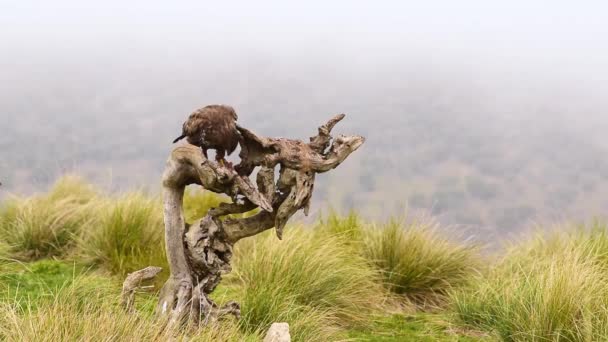 Kuru Ağaç Gövdesinde Oturup Avını Yiyen Kahverengi Sarı Tüylü Vahşi — Stok video