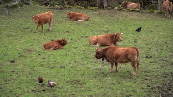 Pâturage Troupeau Vaches Brunes — Video