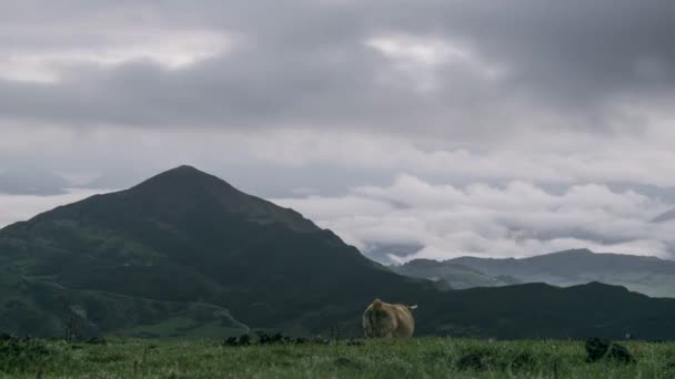 Zeitraffer Einer Einheimischen Braunen Kuh Die Auf Einem Grasbewachsenen Hügel — Stockvideo