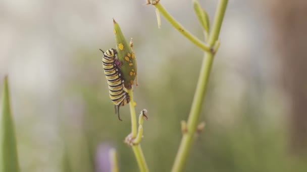 Closeup Insect Flying Landing Blooming Plant Sunny Summer Day Garden — 图库视频影像
