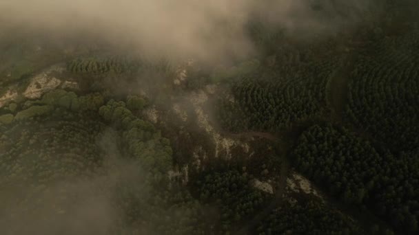 Fentről Drón Kilátás Zöld Fák Lejtőjén Hegy Nap Folyamán — Stock videók