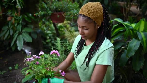 嬉皮士黑色女性 带着可怕的头发 园丁坐在温室里 在瓷壶里种花 — 图库视频影像