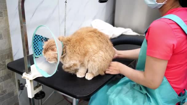 Katzenpflegesalon Haustierpflege — Stockvideo
