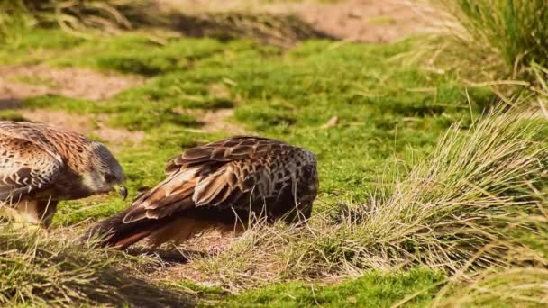 野生の空腹ミルベスミルベス鳥は草原に立って獲物を食べて晴れた日に周りを見回しています — ストック動画