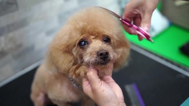 Парикмахерская Собак Уход Животными — стоковое видео