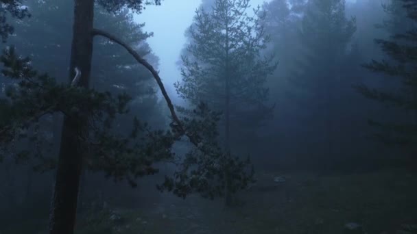 Vista Silhouette Alberi Che Crescono Una Lussureggiante Foresta Circondata Nebbia — Video Stock