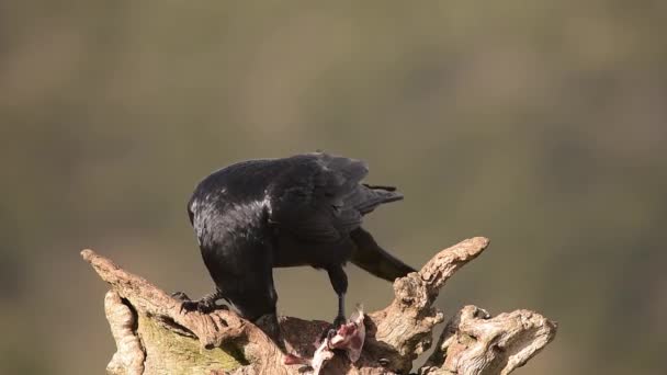 Tiempo Real Pájaro Cuervo Negro Sentado Tronco Seco Comiendo Presas — Vídeo de stock