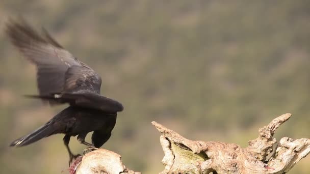 Tiempo Real Pájaro Cuervo Negro Sentado Tronco Seco Comiendo Presas — Vídeo de stock