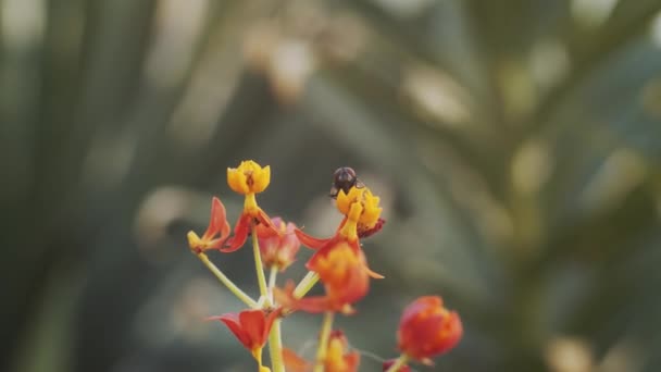 Closeup Insect Flying Landing Blooming Plant Sunny Summer Day Garden — 图库视频影像