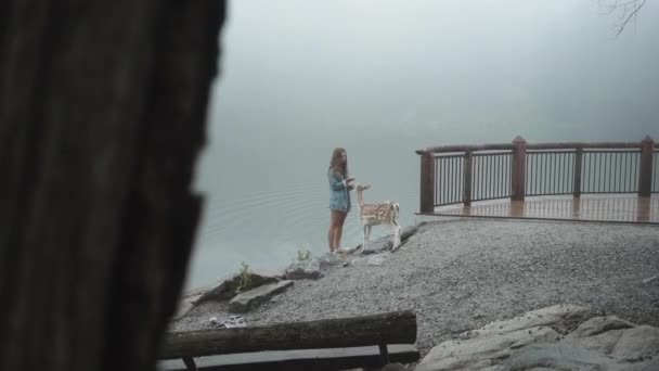 国立公園の岩場の斜面に立つ女性観光客の側面図と霧の日に若い鹿を愛撫 — ストック動画