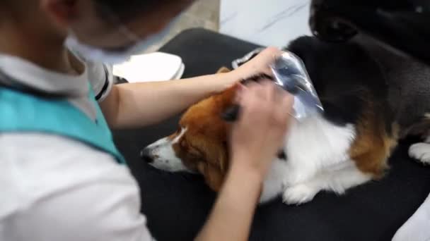 Salon Für Hundepflege Haustierpflege — Stockvideo