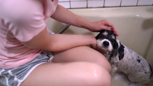 女人给纯正的狗洗澡 — 图库视频影像