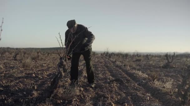 Zralý Samec Řezání Sušené Větvičky Ostrým Střihem Při Stání Zemědělském — Stock video
