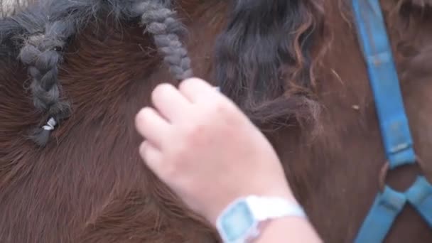 Przycięte Nierozpoznawalna Kobieta Manicure Ręce Plecionki Czarny Grzywa Gniada Konia — Wideo stockowe