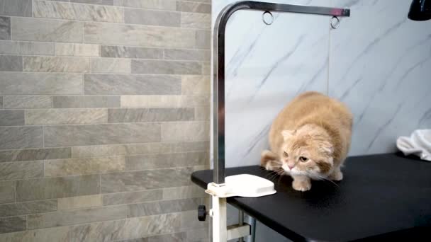 Kattenverzorgingssalon Huisdierverzorging — Stockvideo