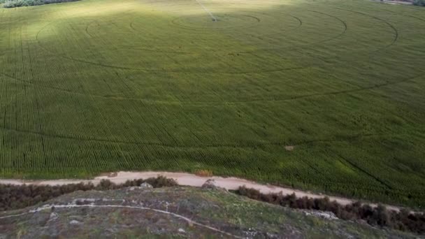 Pandangan Drone Tentang Padang Rumput Hijau Dengan Pola Berbentuk Melingkar — Stok Video