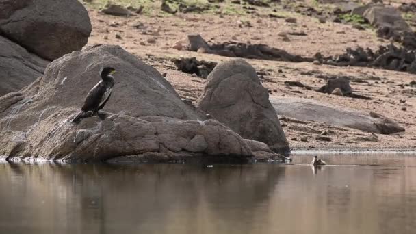 晴れた日に池を裂く近くの石の上に黒い梅が座っているコルモアント鳥 — ストック動画