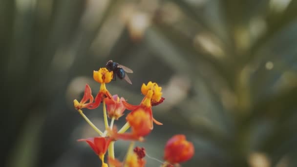 Närbild Insekt Flyger Runt Och Landar Blommande Växt Solig Sommardag — Stockvideo