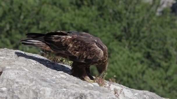 Águila Dorada Depredadora Pie Sobre Acantilado Rocoso Contra Árboles Verdes — Vídeo de stock