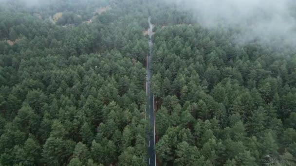 从上面俯瞰青翠茂密的森林 中间是柏油路 — 图库视频影像