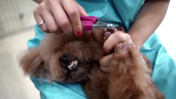Salon Für Hundepflege Haustierpflege — Stockvideo
