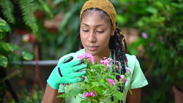 Afro Amerikan Kadın Bahçıvan Pentas Lanceolata Çiçeğinin Tadını Serada Dikilip — Stok video