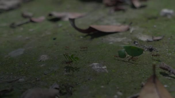 Handschuss Von Winzigen Ameisen Die Grüne Blätter Tragen Und Auf — Stockvideo