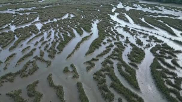 Cima Vista Drone Exuberante Floresta Verde Com Rio Estuário Lago — Vídeo de Stock