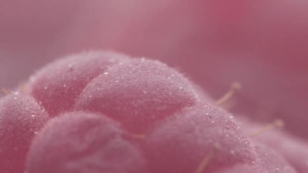 成熟的红覆盆子 慢动作冻干冰雾 制成的鲜美鲜红覆盆子 — 图库视频影像