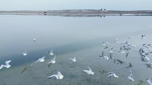 ドローンビュー サティアラゴンで曇った日に穏やかな湖水の上を飛ぶ白いシーガルの群れを追跡します — ストック動画