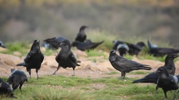 Tiempo Real Cuervos Negros Sentados Prados Herbosos Comiendo Presas Mirando — Vídeos de Stock