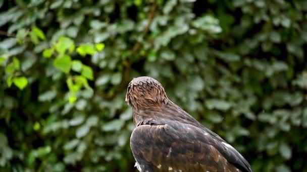 Seitliche Ansicht Der Herrlichen Adler Beobachtungsumgebung Wald Sommertag — Stockvideo