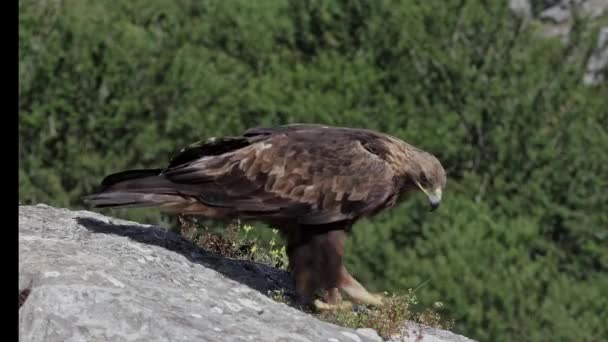 Vulturul Aur Prădător Stând Stâncă Împotriva Copacilor Verzi Neclintite Pădure — Videoclip de stoc